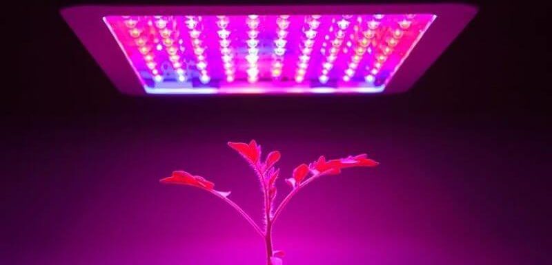 10 Best LED Grow Lights
