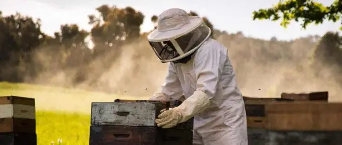 Best Beekeeping  In 2022